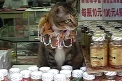 店番をする猫