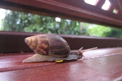 クプクプバロン
